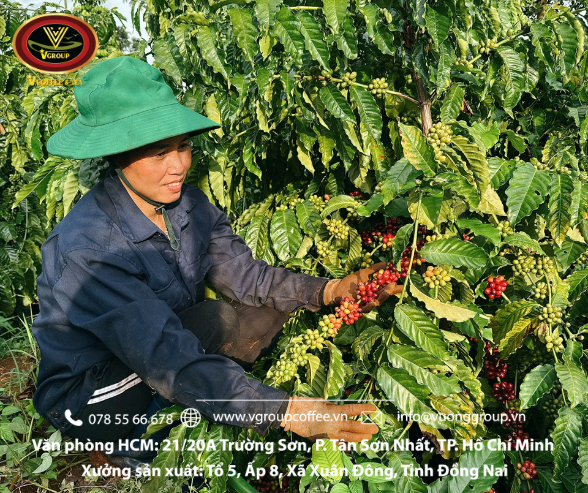 Thu hoạch cà phê chín