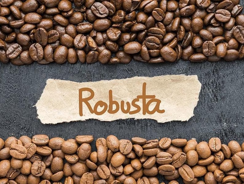 robusta